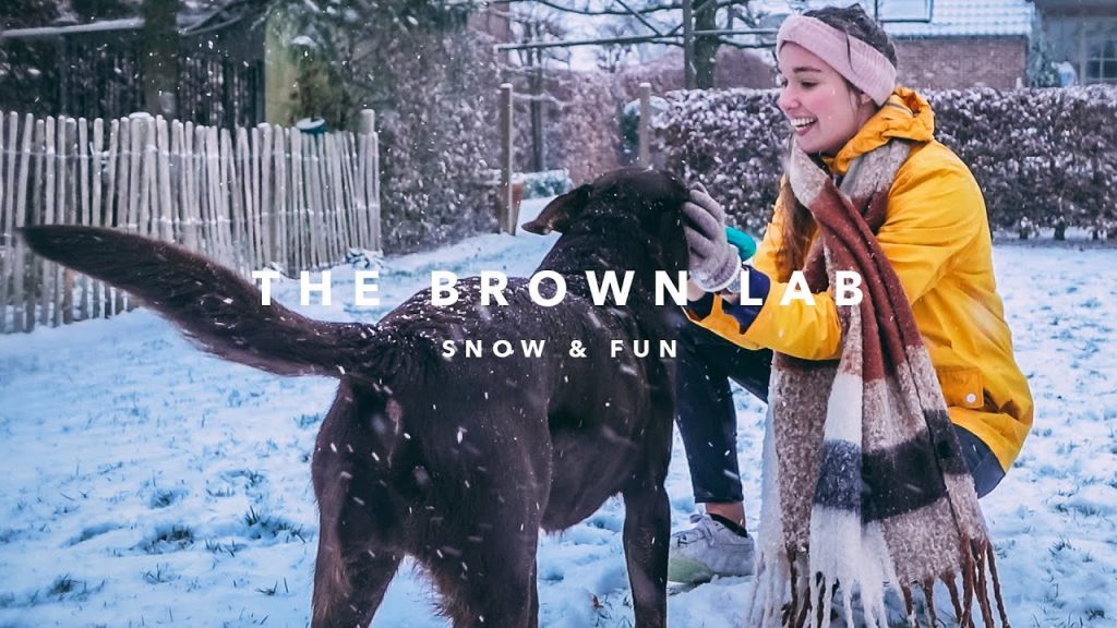 Sander Brebels My Next Dog